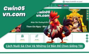 Cách Nuôi Gà Chọi Và Những Cơ Bản Để Chọn Giống Tốt